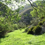 Segesta